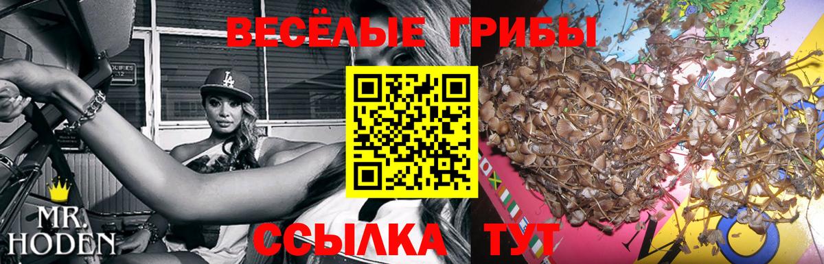 Псилоцибиновые грибы Cubensis Усинск